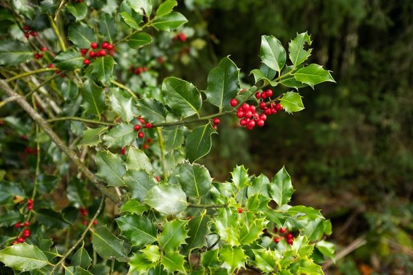 Quels sont les meilleurs arbustes pour créer une haie basse décorative et facile d'entretien ?